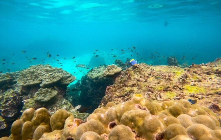 phi-phi-private-longtail-boat-to-maya-bay-with-snorkeling