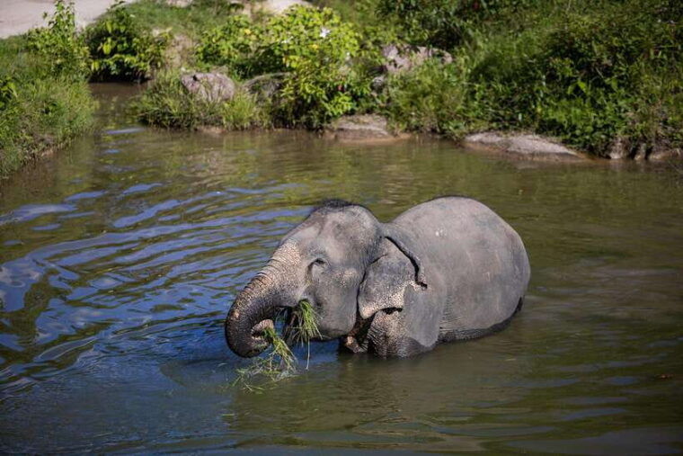 phuket-bukit-elephant-park-sanctuary-walk-and-feed-tour