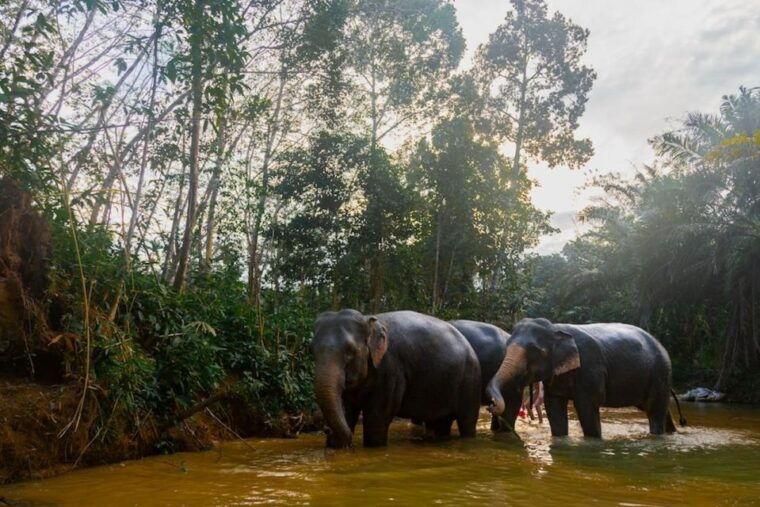 phuket-elephant-sanctuary-tour-cooking-class-lunch