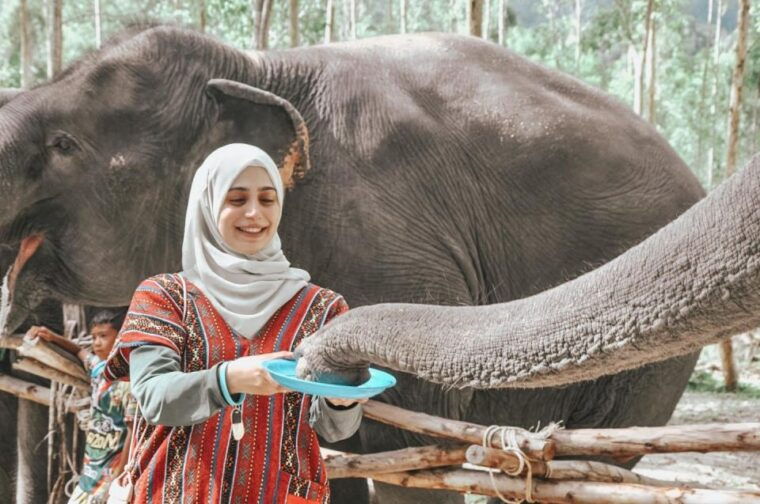 phuket-half-day-or-2-hour-ethical-elephant-care-sanctuary