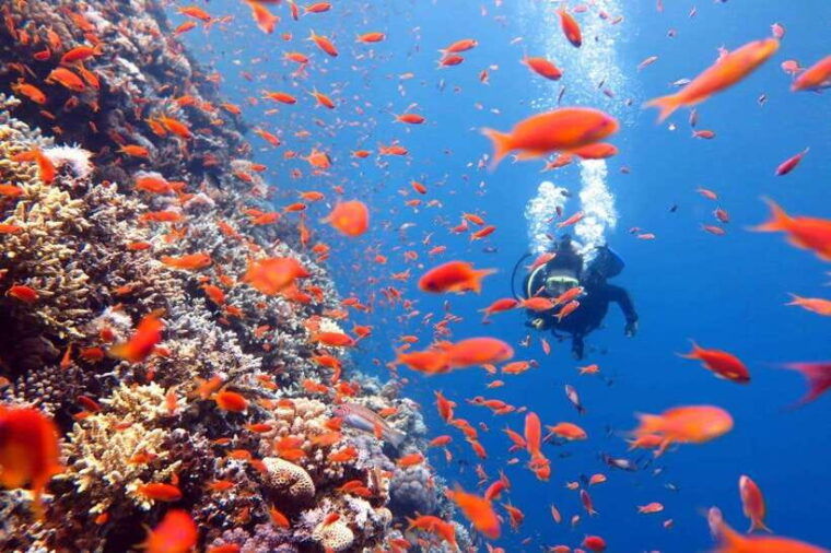 phuket-phi-phi-islands-shark-point-certified-scuba-dives