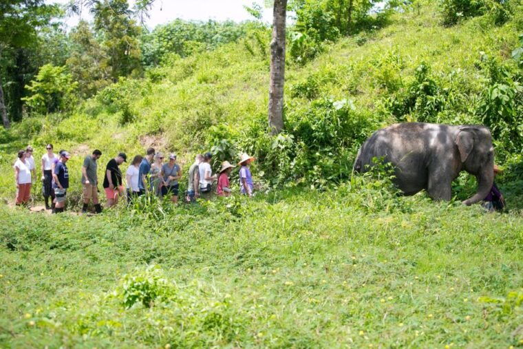 phuket-phuket-elephant-sanctuary-wat-chalong-more