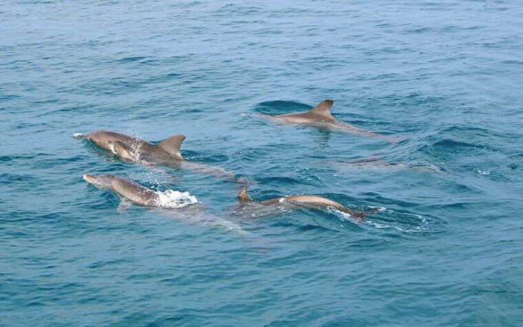 phuket-premium-tour-to-racha-islands-with-snorkel-lunch