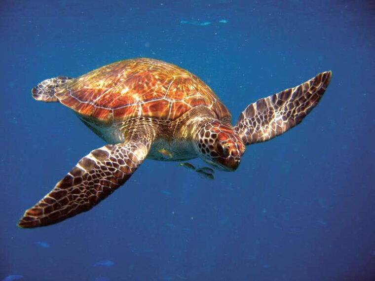 phuket-raya-yai-snorkeling-safari-island-tour