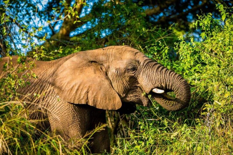 pilanesberg-game-reserve-safari-with-pickup-in-johannesburg