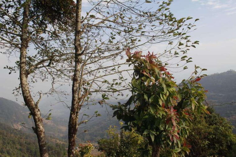 pokhara-3-day-astam-dhampus-and-australian-camp-trek