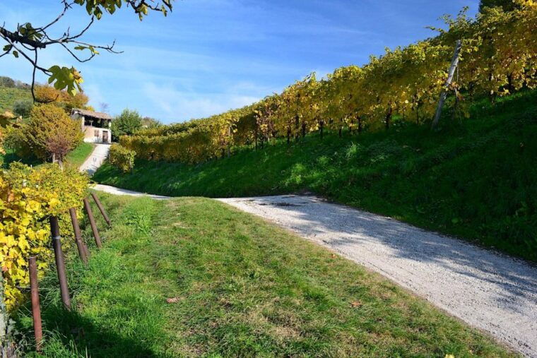 private-venetian-hills-wine-tour