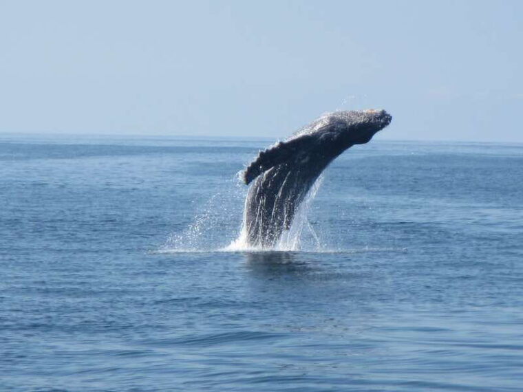 puerto-escondido-boat-tour-among-dolphins-and-turtles