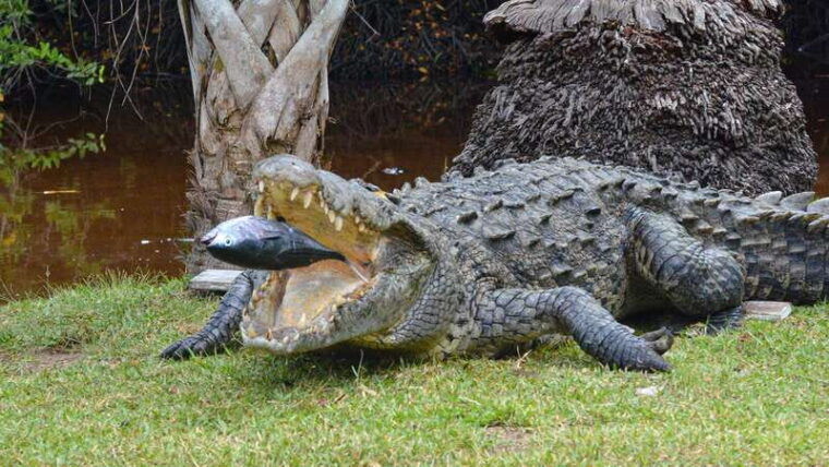 puerto-escondido-oaxaca-coast-wildlife-ecotour