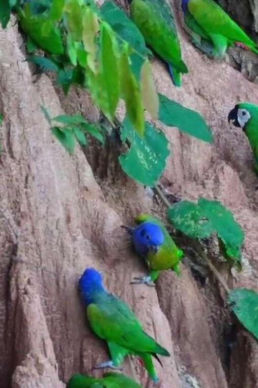 puerto-maldonado-parrot-and-macaw-clay-lick-excursion