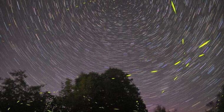 puerto-princesa-firefly-watching-bay-cruise-with-dinner