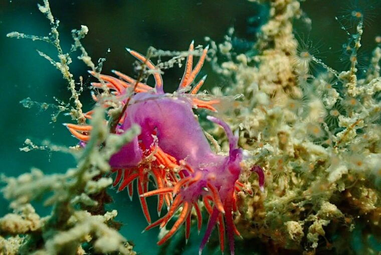 pula-2-5-hour-snorkelling-experience