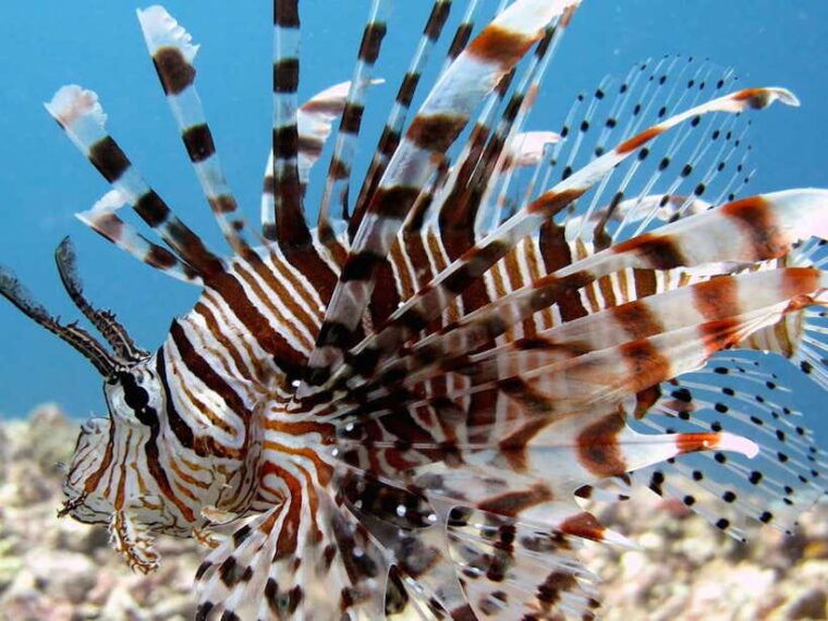 raid-open-water-20-diver-course-3-days-kota-kinabalu