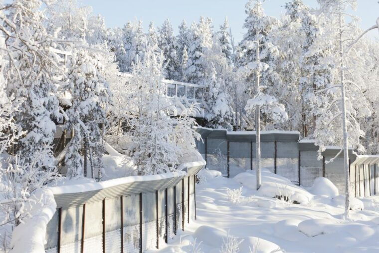 ranua-wildlife-park-guided-tour-from-rovaniemi