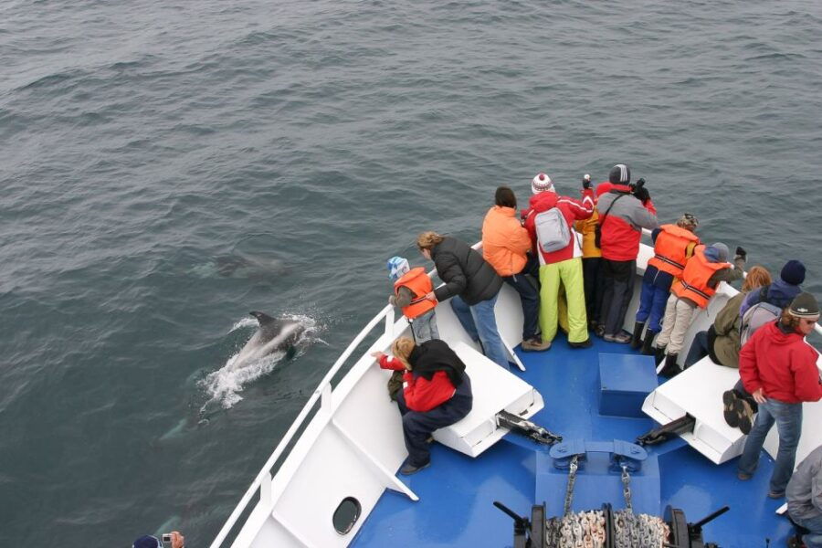 reykjavik-the-original-3-hour-whale-watching-tour