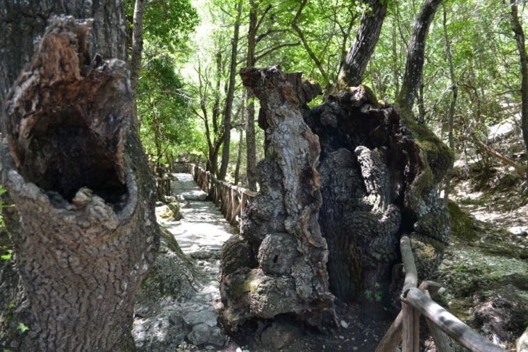 rhodes-filerimos-butterfly-valley-ancient-kamiros-tour