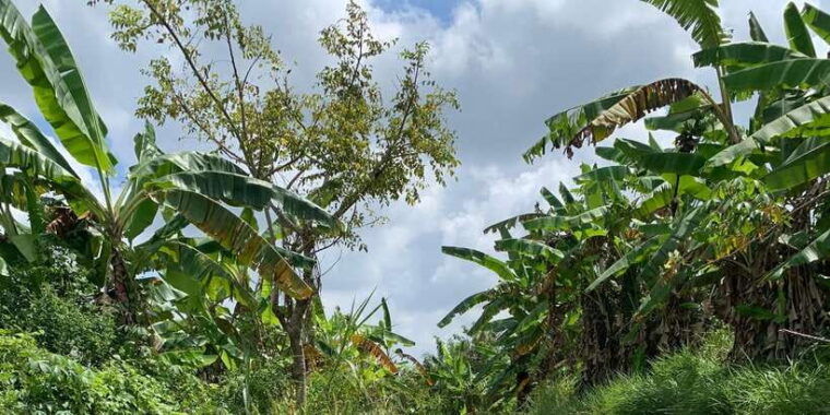 rice-terraces-ubud-adventure-gorila-face-atv-ravting