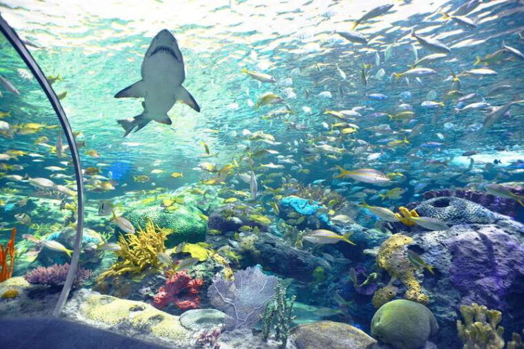 ripleys-aquarium-sharks-after-dark-entry-after-5pm