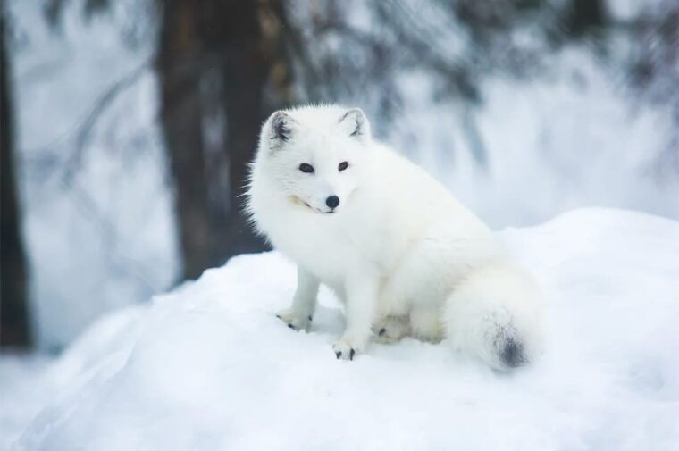 rovaniemi-arctic-animals-sleigh-rides-and-wildlife-zoo