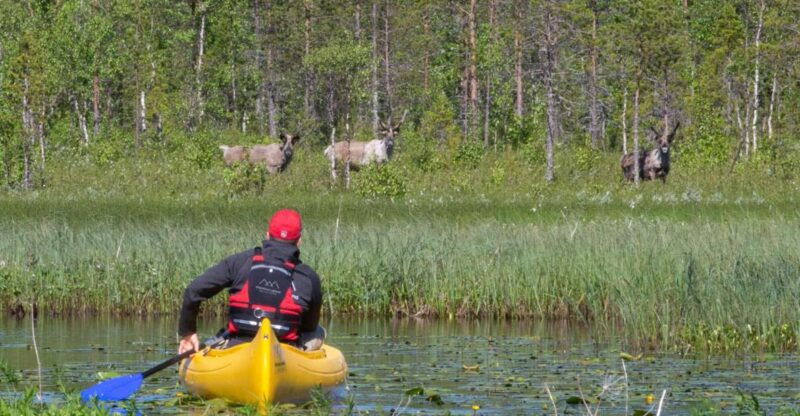rovaniemi-authentic-reindeer-farm-canoeing