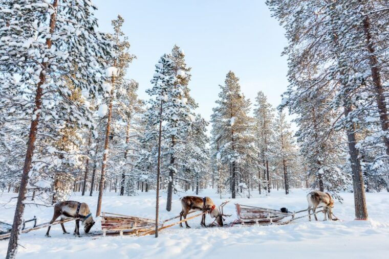 rovaniemi-husky-park-and-reindeer-farm-combo