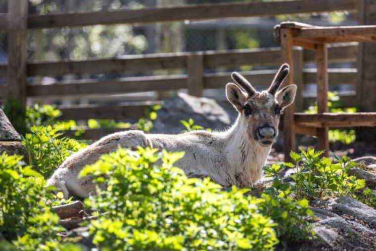 rovaniemi-ranua-zoo-entry-ticket-w-walking-tour-and-lunch