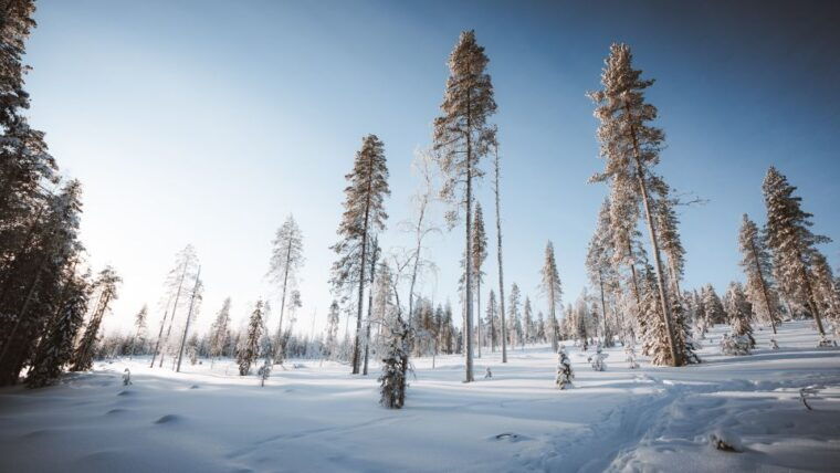 rovaniemi-ski-trekking-safari-in-lapland