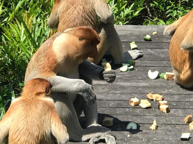 sandakan-orangutan-sanctuary-shared-day-trip-tour