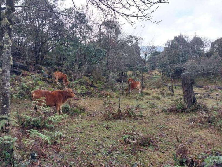 sapa-fansipan-mountain-2-day-trekking-tour