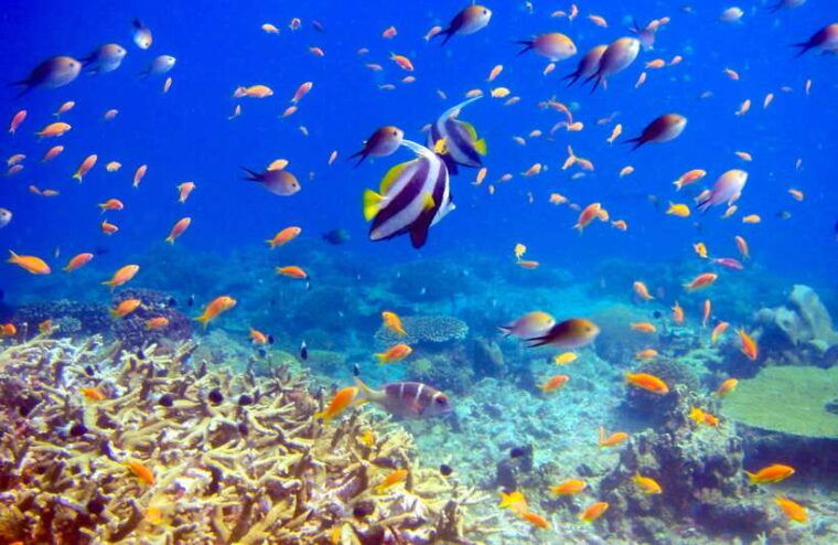 semporna-bohey-3-islands-hike-snorkel-dive-tour-with-lunch