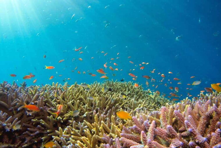 semporna-explore-3-islands-tour-snorkel-or-dive-lunch