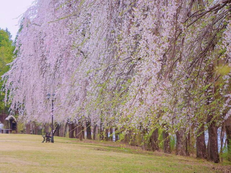 seoul-alpaca-nami-garden-of-morning-calm-tour-rail-bike