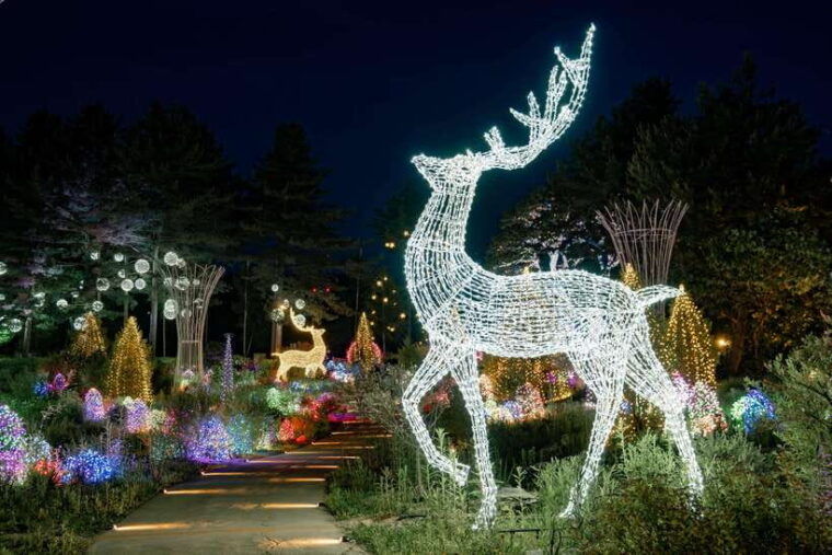 seoul-nami-island-alpaca-world-railbike-healing-park