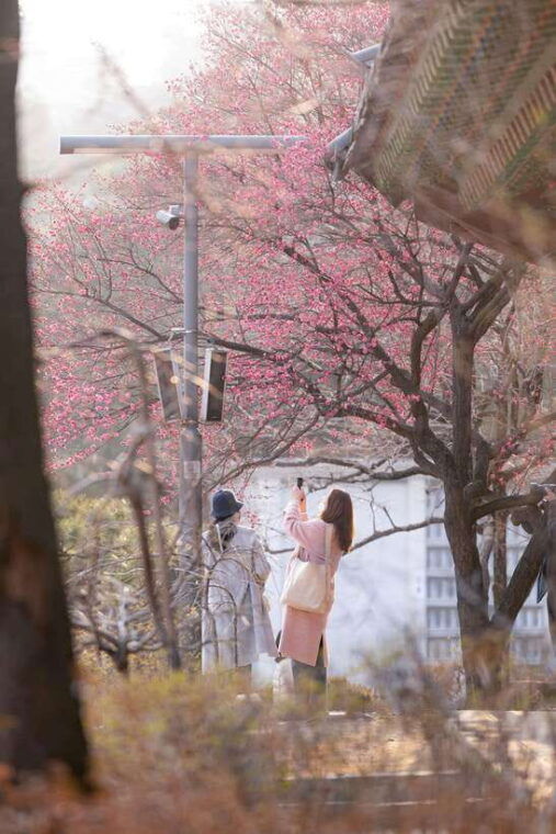 seoul-private-chartered-vehicle-carnival-van-city-tour