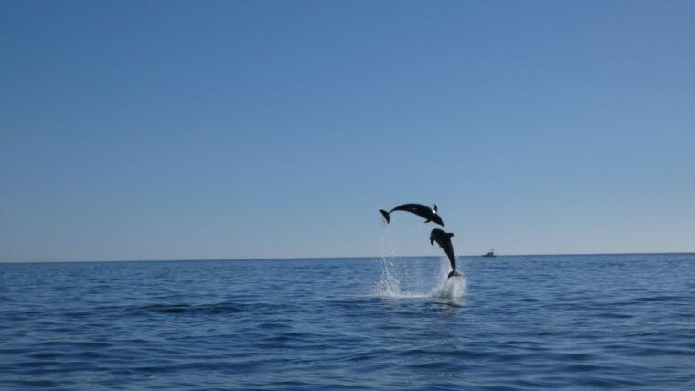 sesimbra-arrabida-dolphin-watching-boat-tour-with-biologist