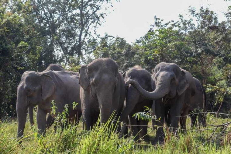 siem-reap-dine-with-elephants-a-nature-wildlife-journey