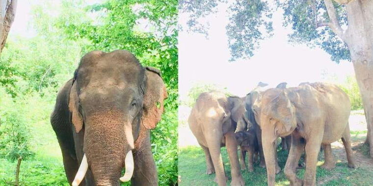 sigiriya-dambulla-and-village-safari-day-tour-from-negombo