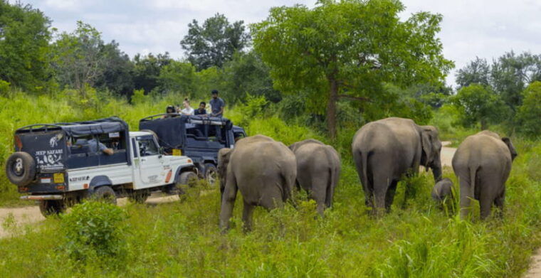 sigiriya-fortress-and-wildlife-safari-from-colombo