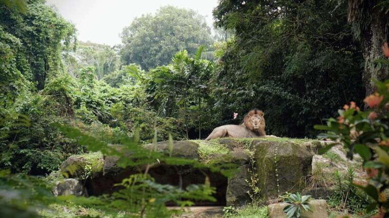 singapore-night-safari-with-tram-ride-and-private-transfer
