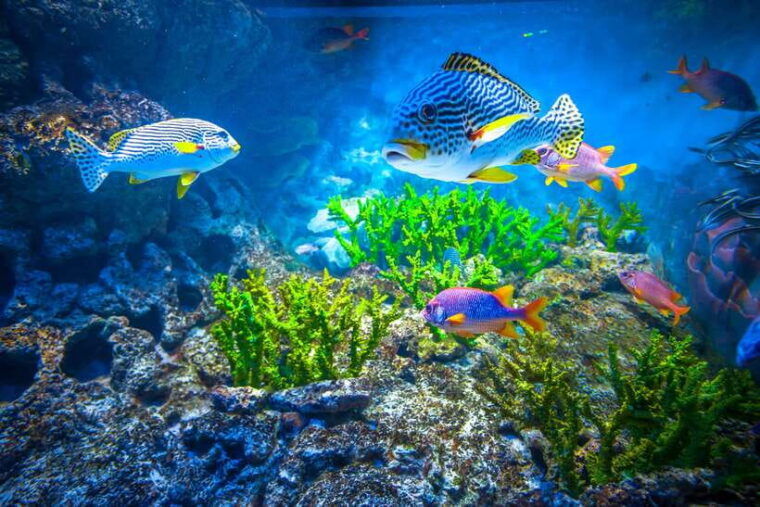 singapore-s-e-a-aquarium-entrance-e-ticket