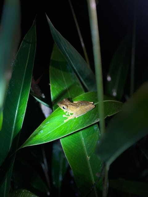 sinharaja-rainforest-day-trip-from-colombo-or-negombo