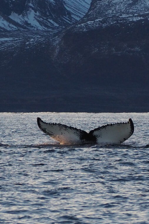 skjervoy-whale-and-orca-watching-tour-by-rib-boat