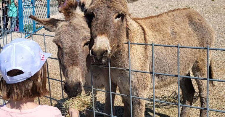 smrika-near-rijeka-krk-crikvenica-donkey-farm-entry-ticket