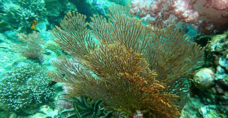 snorkeling-program-1-private-boat-lunch-included