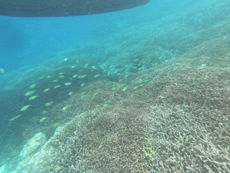 southwest-secret-giligili-layargili-gedegili-rengit