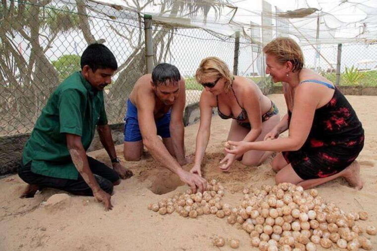 sri-lanka-3-day-2night-south-coast-tour-with-whale-watching