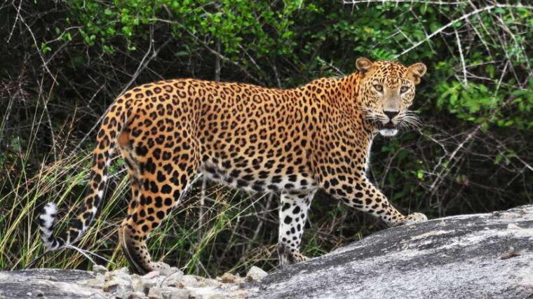 sri-lanka-6-day-luxury-honeymoon-tour