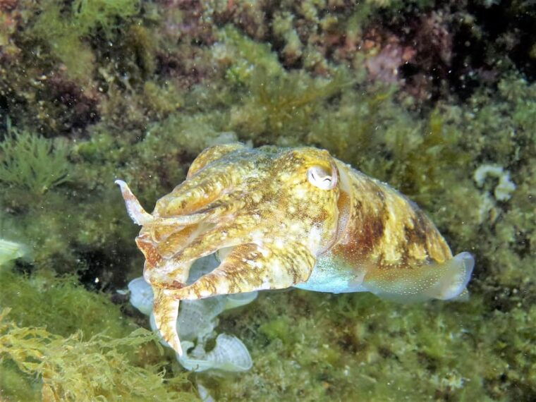 ssi-try-scuba-diving-in-the-sea