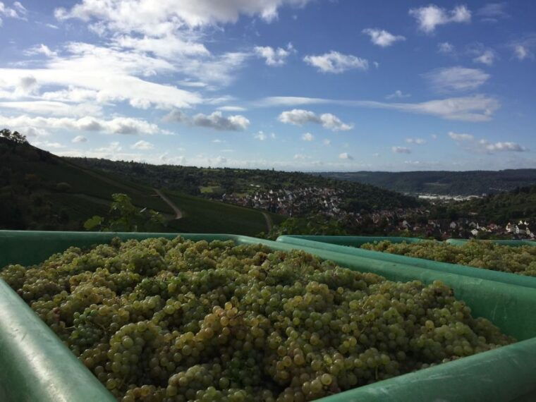 stuttgart-guided-wine-walk-wine-tasting