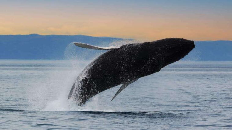tadoussac-charlevoix-whales-fjord-morning-or-twilight